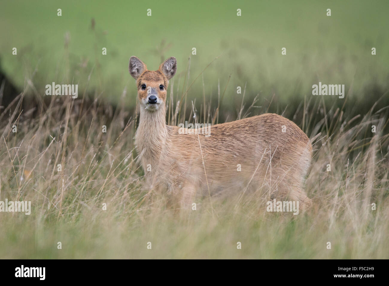 Chinese water deer (Hydropotes inermis) Stock Photo