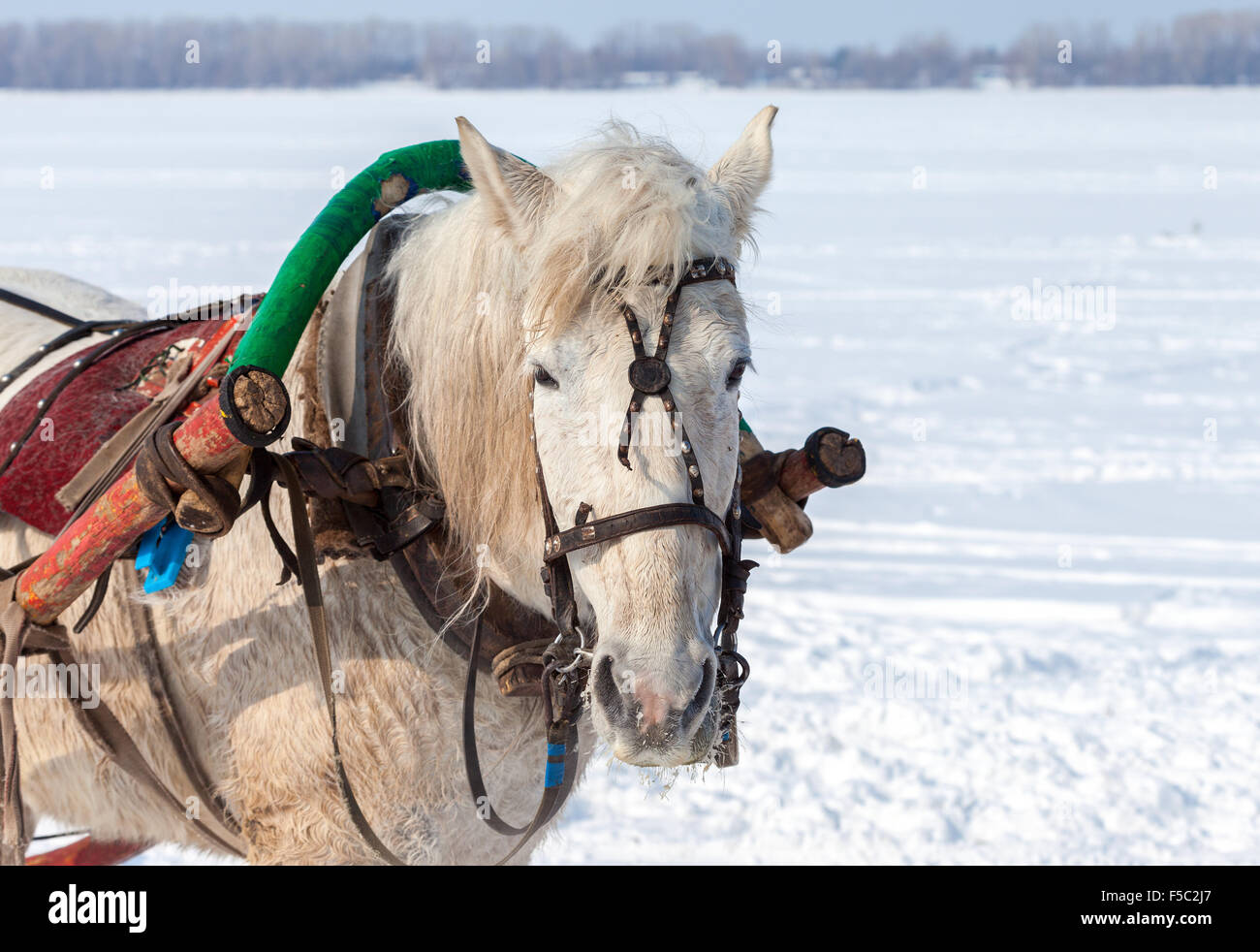 Horse harness hi-res stock photography and images - Alamy