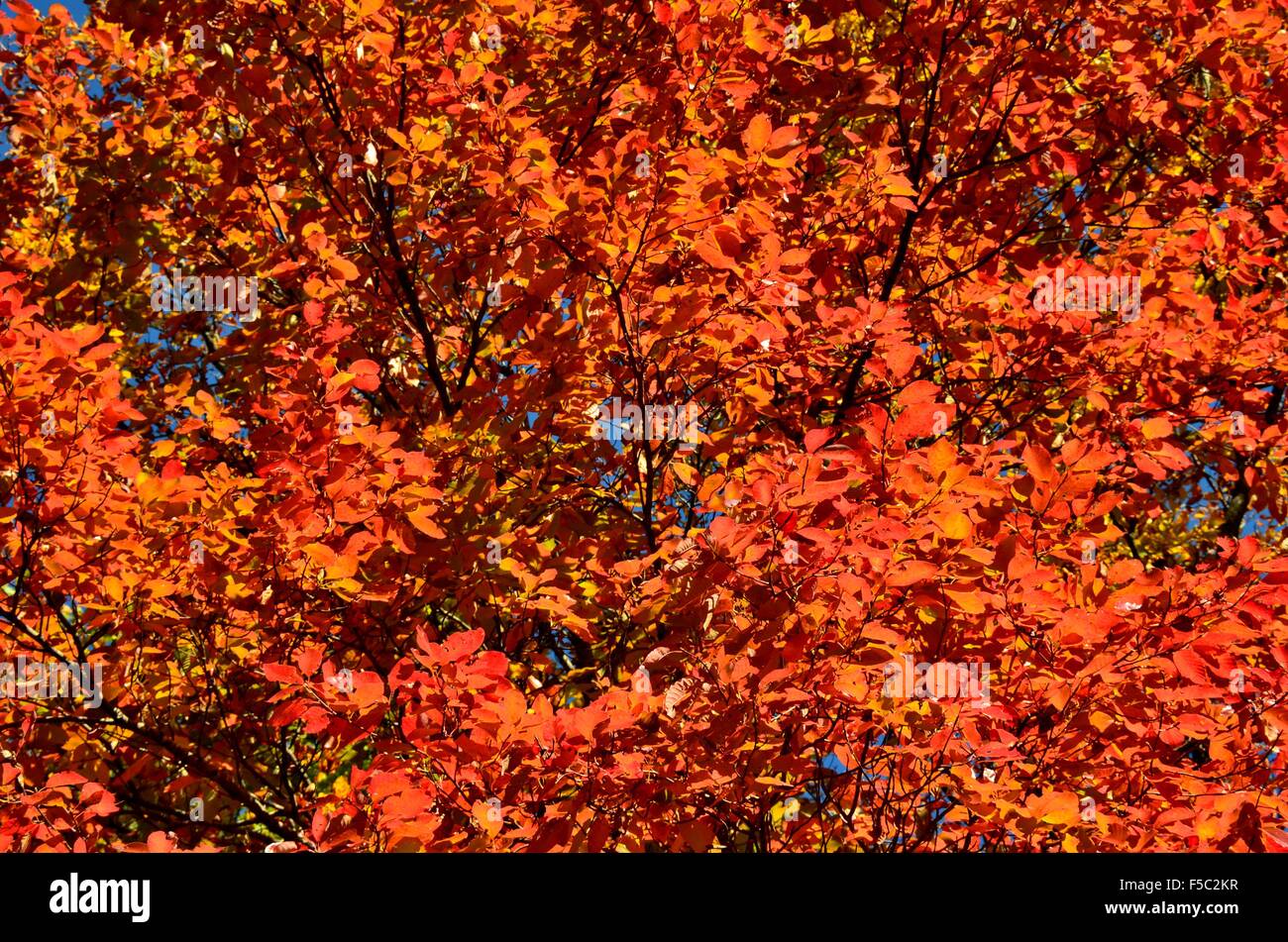 Autumn fall leaves on the tree Stock Photo - Alamy