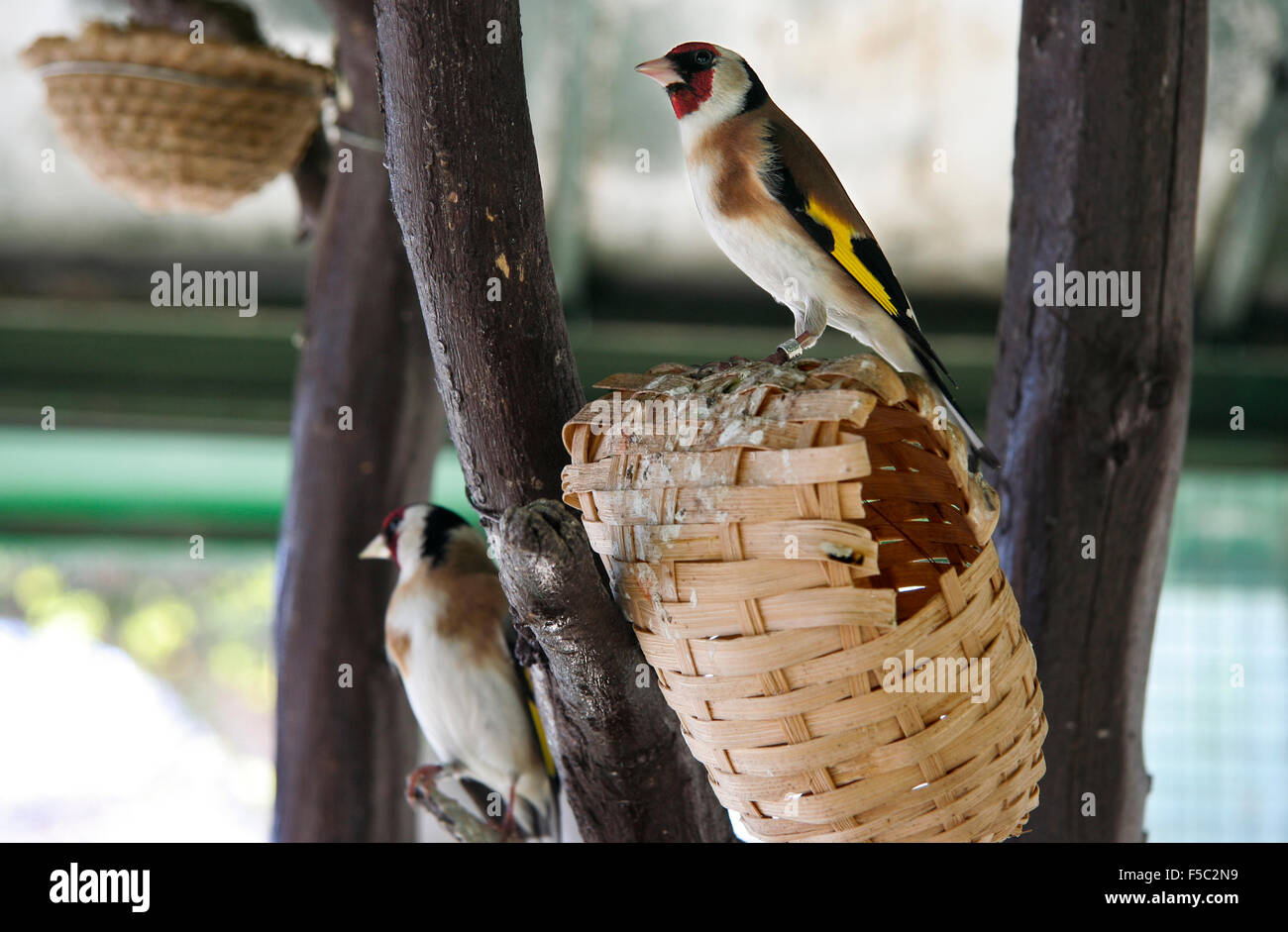 Goldfinch nest hi-res stock photography and images - Alamy