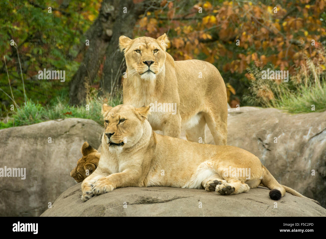 Lion exhibit at the Oregon Zoo, Portland, Oregon. Stock Photo