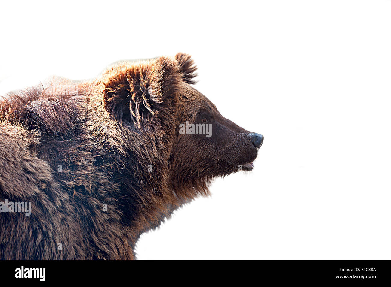 Big brown bear isolated on white background Stock Photo - Alamy