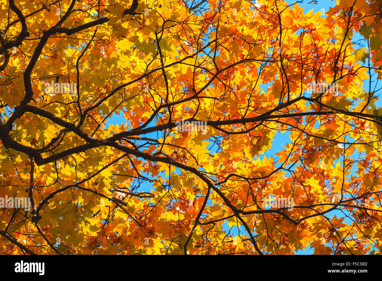 Colorful autumn leaves hi-res stock photography and images - Alamy