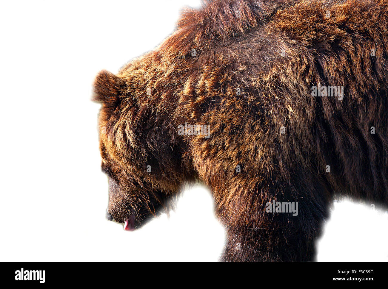 Big brown bear isolated on white background Stock Photo - Alamy