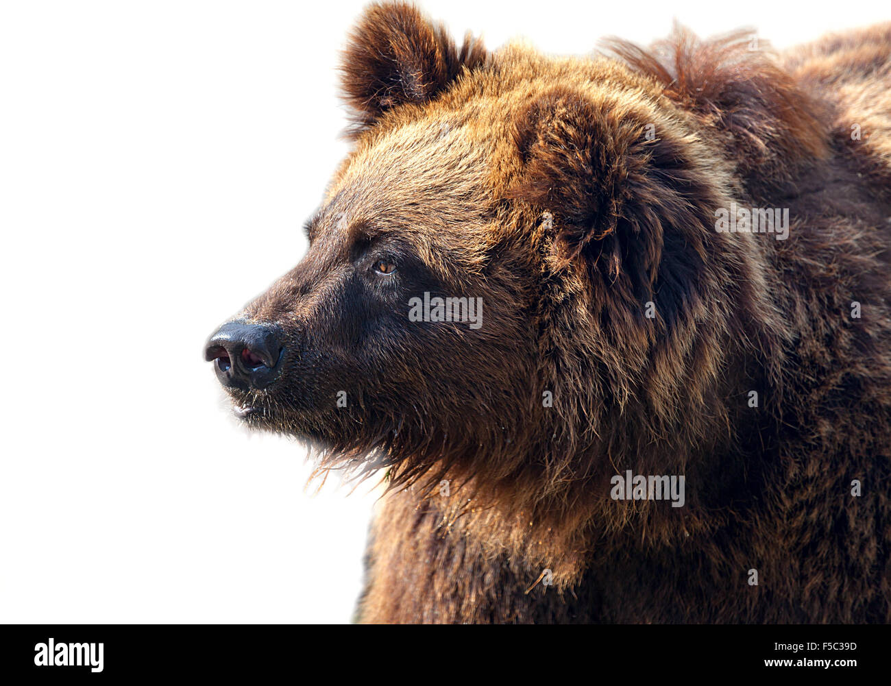 Big brown bear isolated on white background Stock Photo - Alamy
