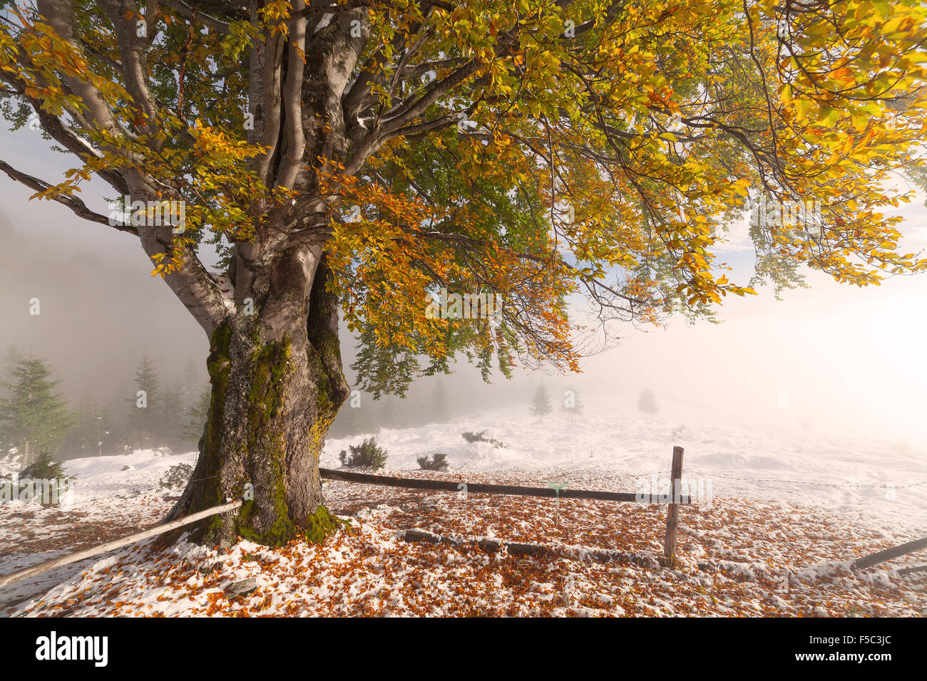First fall of snow hi-res stock photography and images - Alamy
