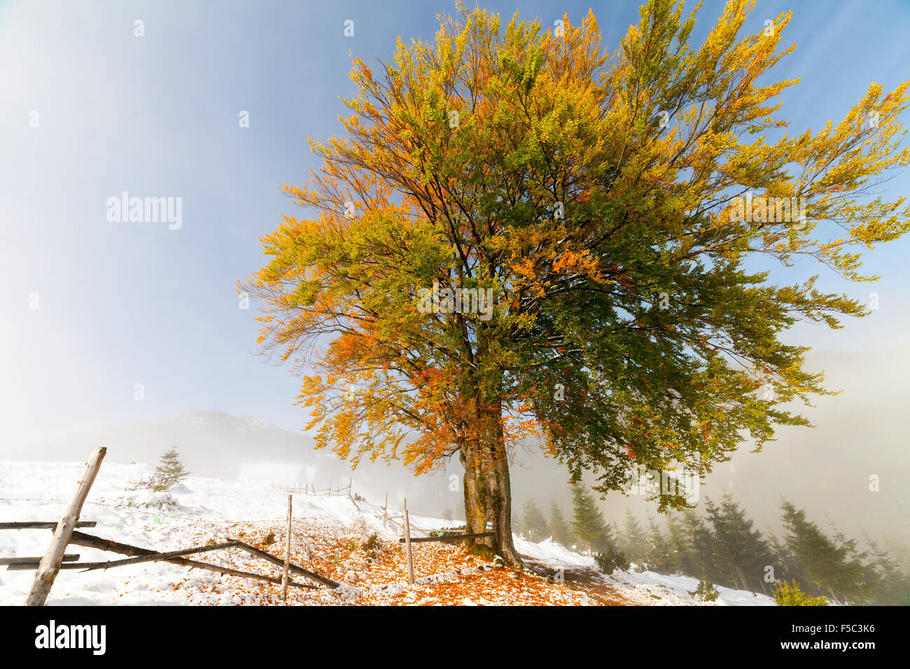 Colorful autumn trees with snow . snow  snow Stock Photo