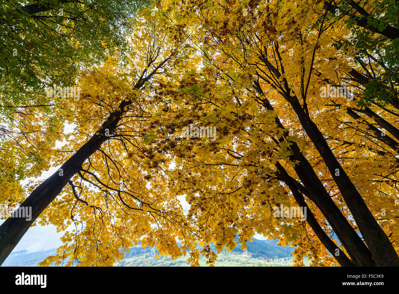 Colorful autumn trees with snow . snow  snow Stock Photo