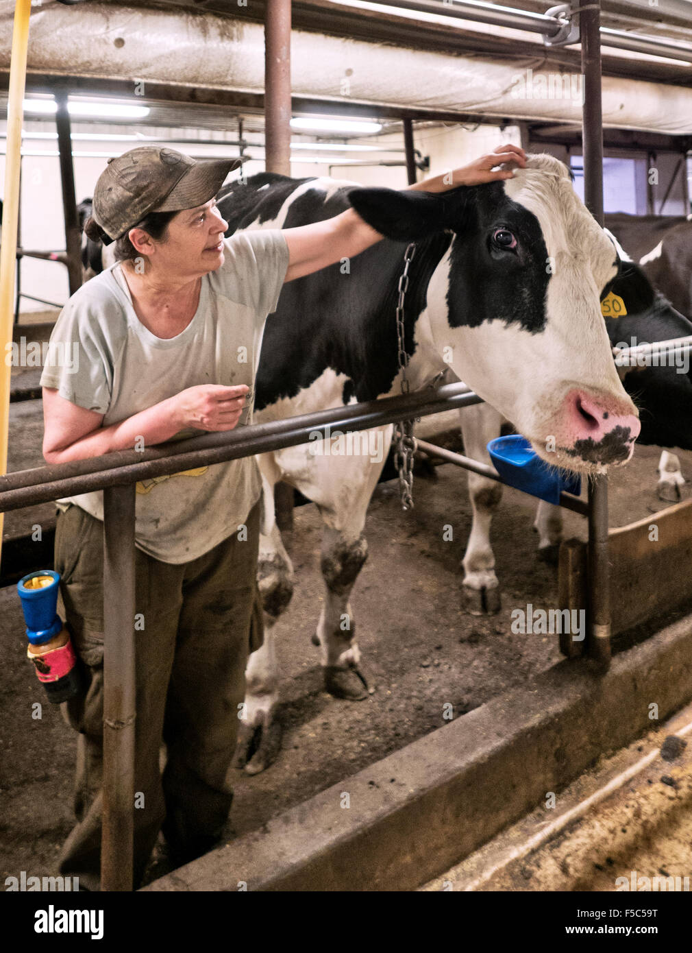 Farmer communicating with Holstein Dairy cow, milking parlor. Stock Photo
