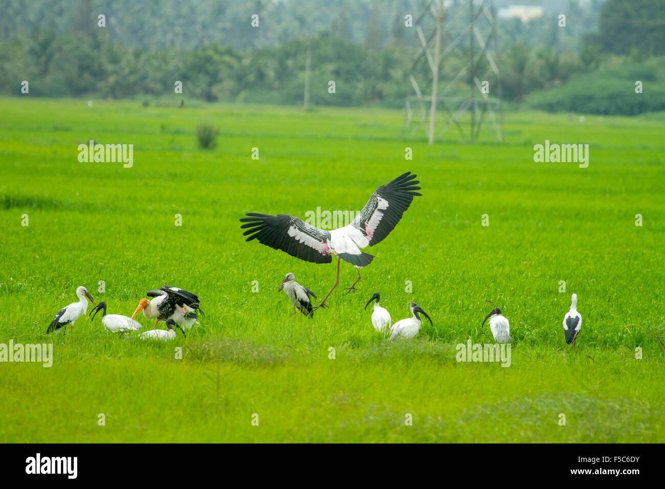 A group of painted storks and ibis in a green paddy field Stock Photo
