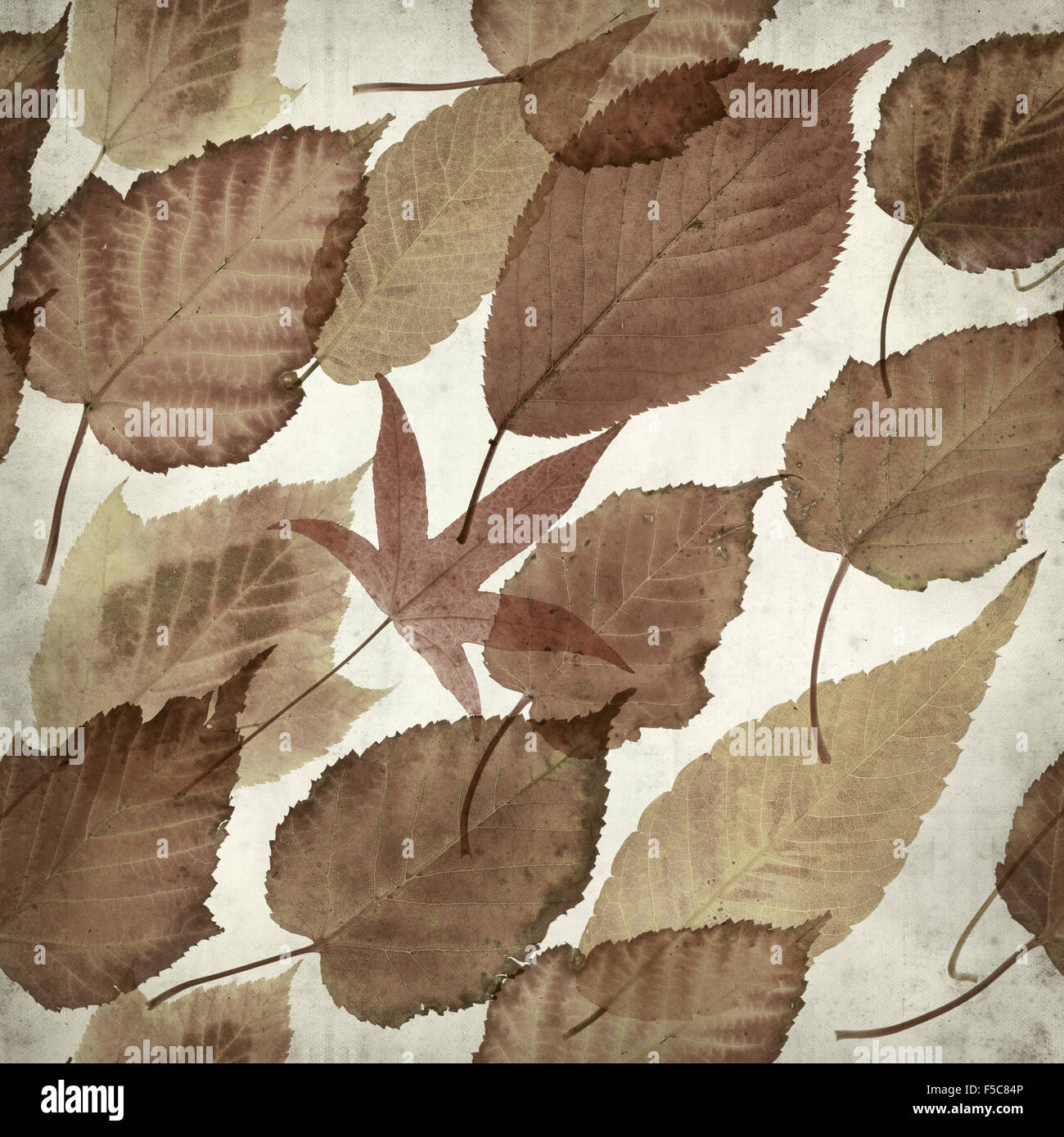 textured old paper background with autumnal leaves Stock Photo - Alamy