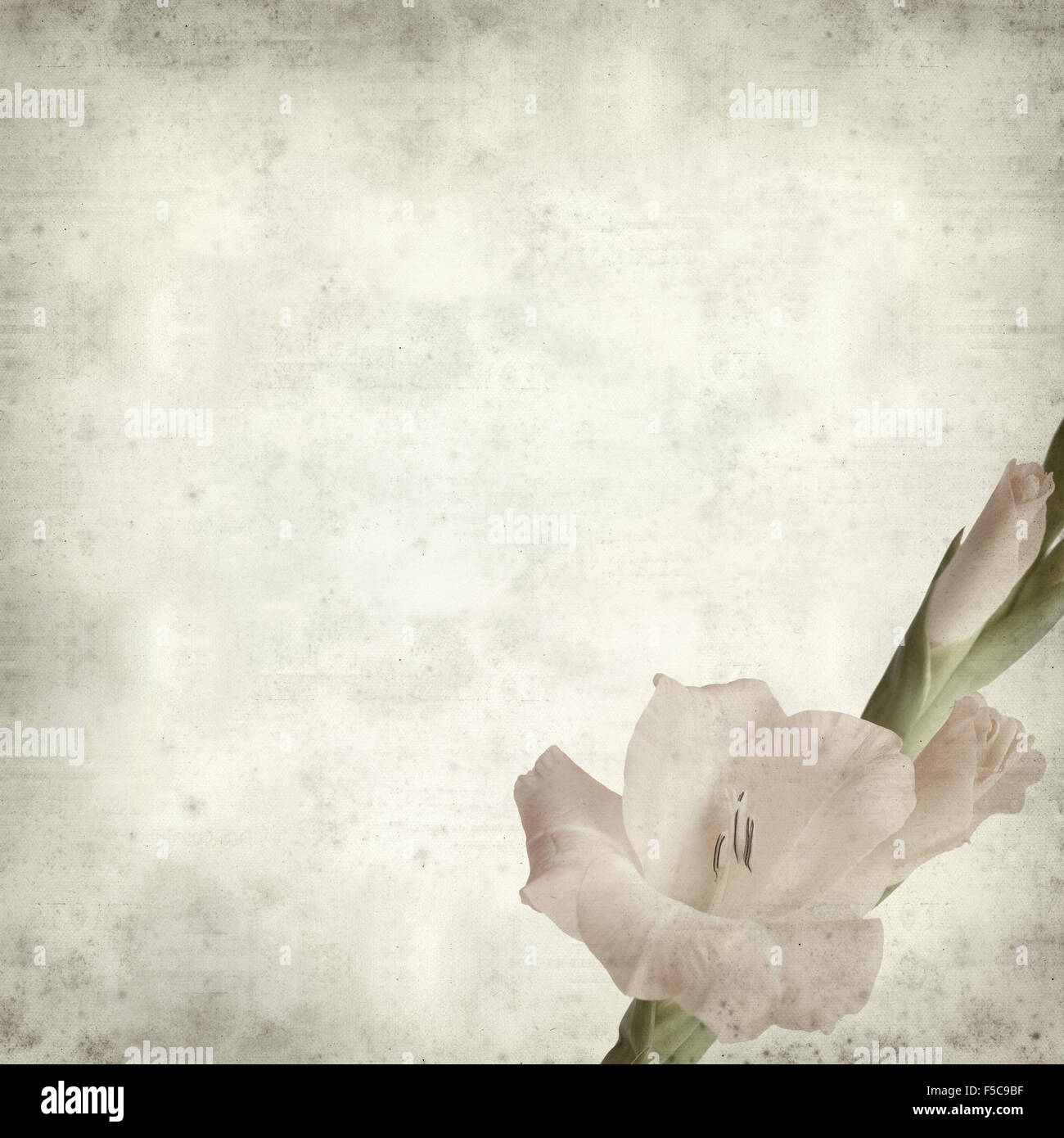 textured old paper background with pale gladiols flowering spike Stock Photo