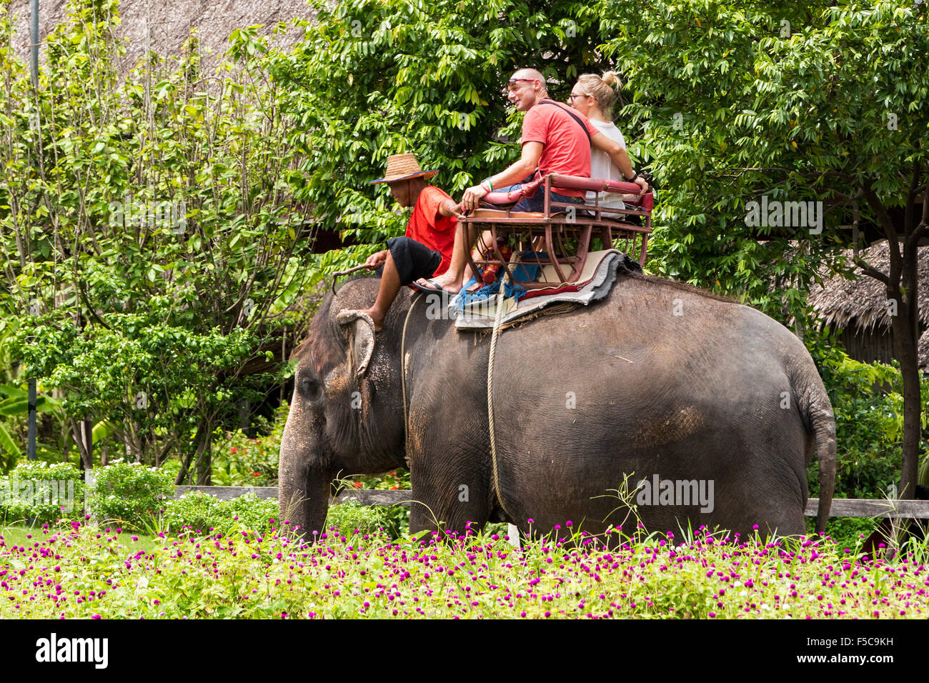 Elephant ride, Sampran Riverside, Bangkok, Thailand Stock Photo