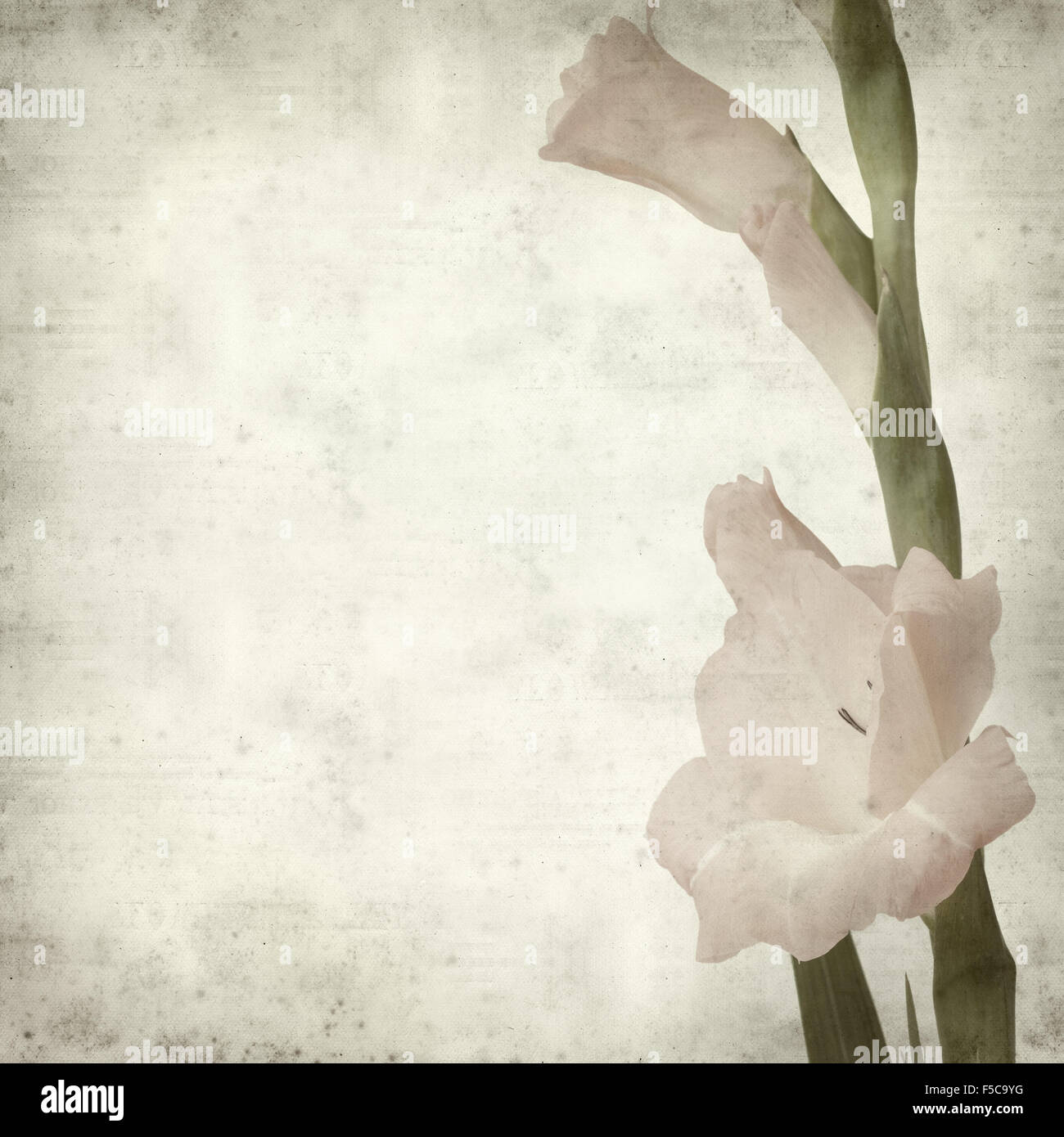 textured old paper background with pale gladiols flowering spike Stock Photo
