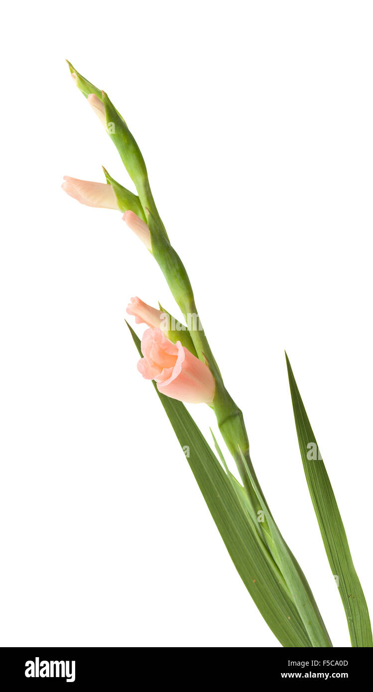 Gladiolus, Sword lily, unopened flower spike isolated on white background Stock Photo