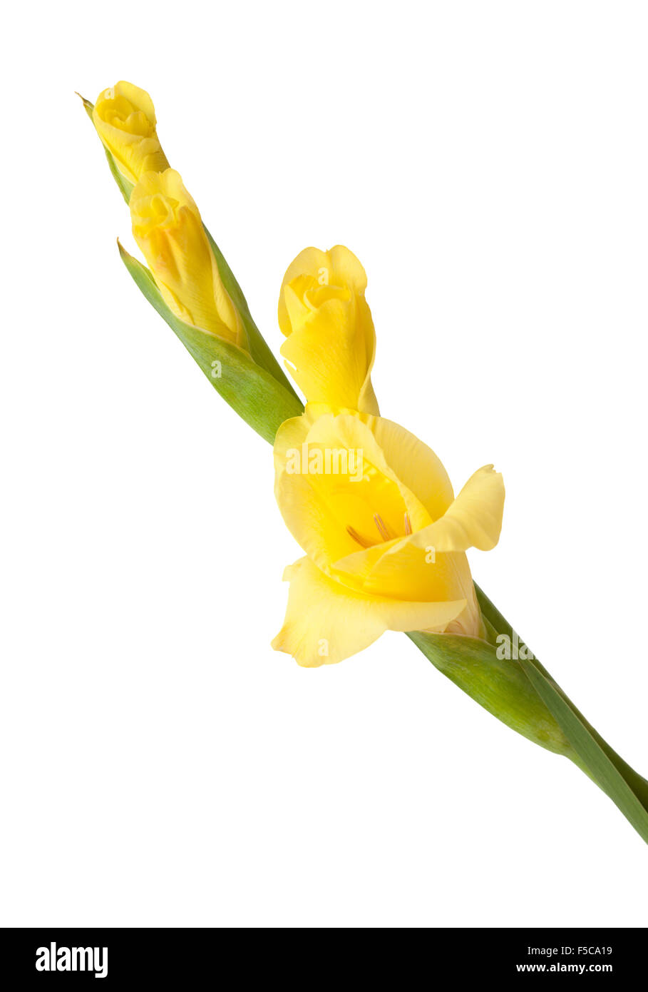 Gladiolus Pink Yellow Petals Cut Out Stock Images & Pictures - Alamy