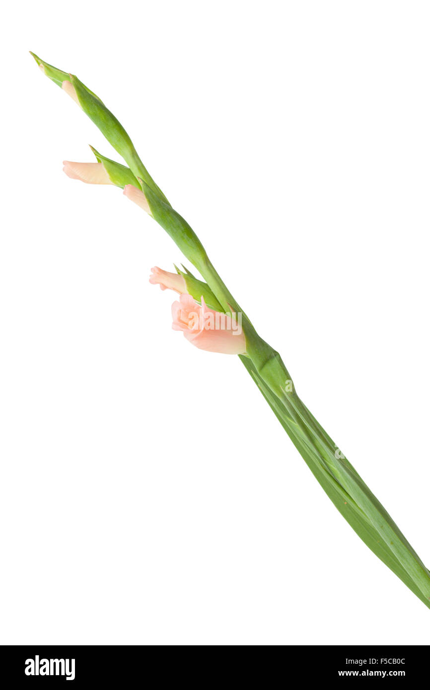 Flower sword iris lily hires stock photography and images Alamy