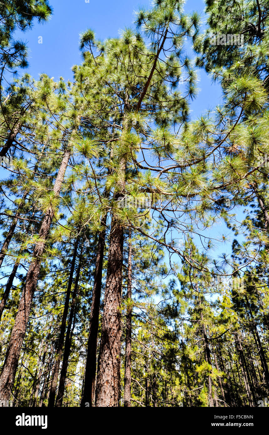 Very High Pine Wood Forest Stock Photo - Alamy