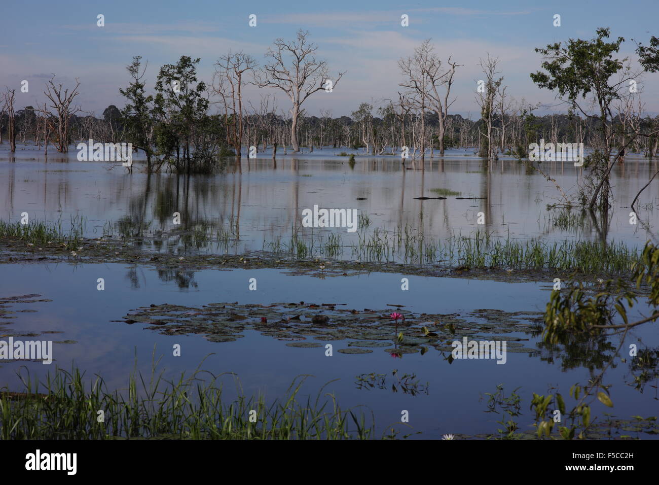 Dead trees in lake Stock Photo - Alamy