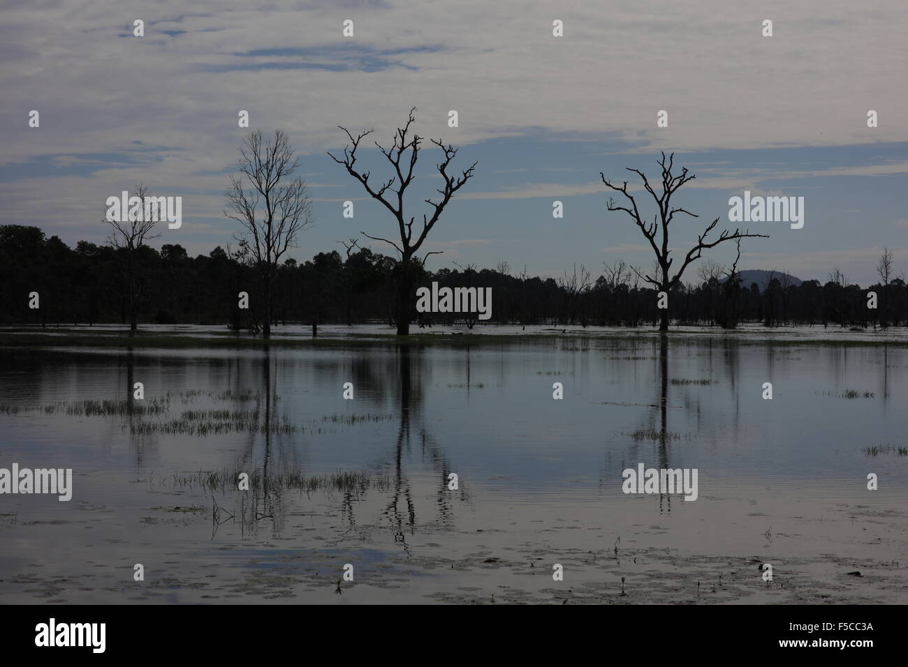 Dead trees in lake Stock Photo - Alamy