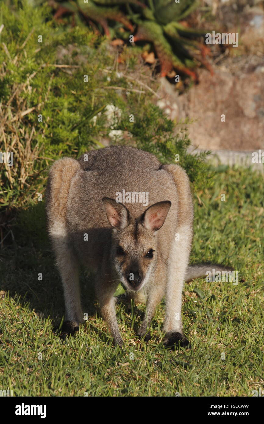 red-necked wallaby Stock Photo