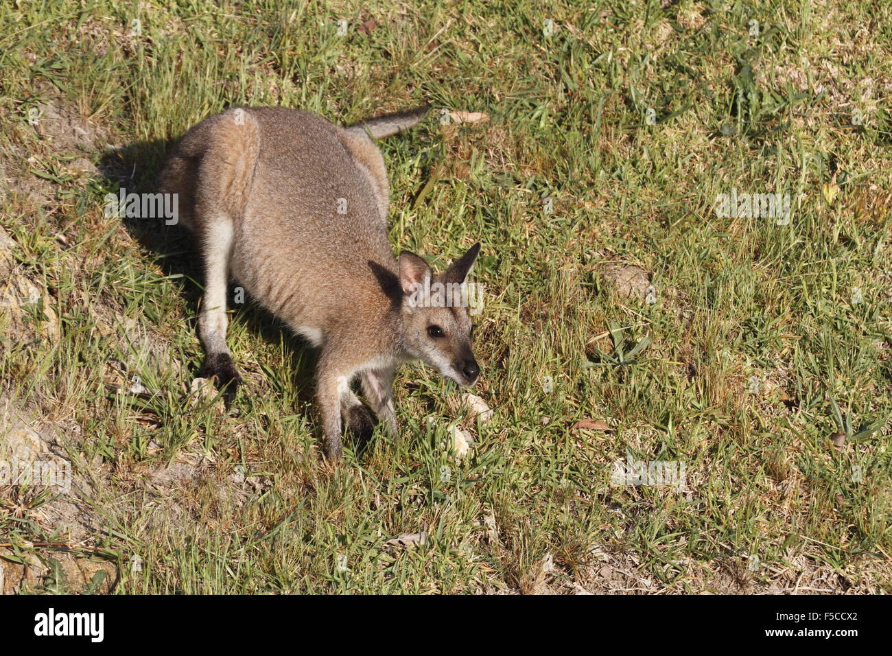 red-necked wallaby Stock Photo