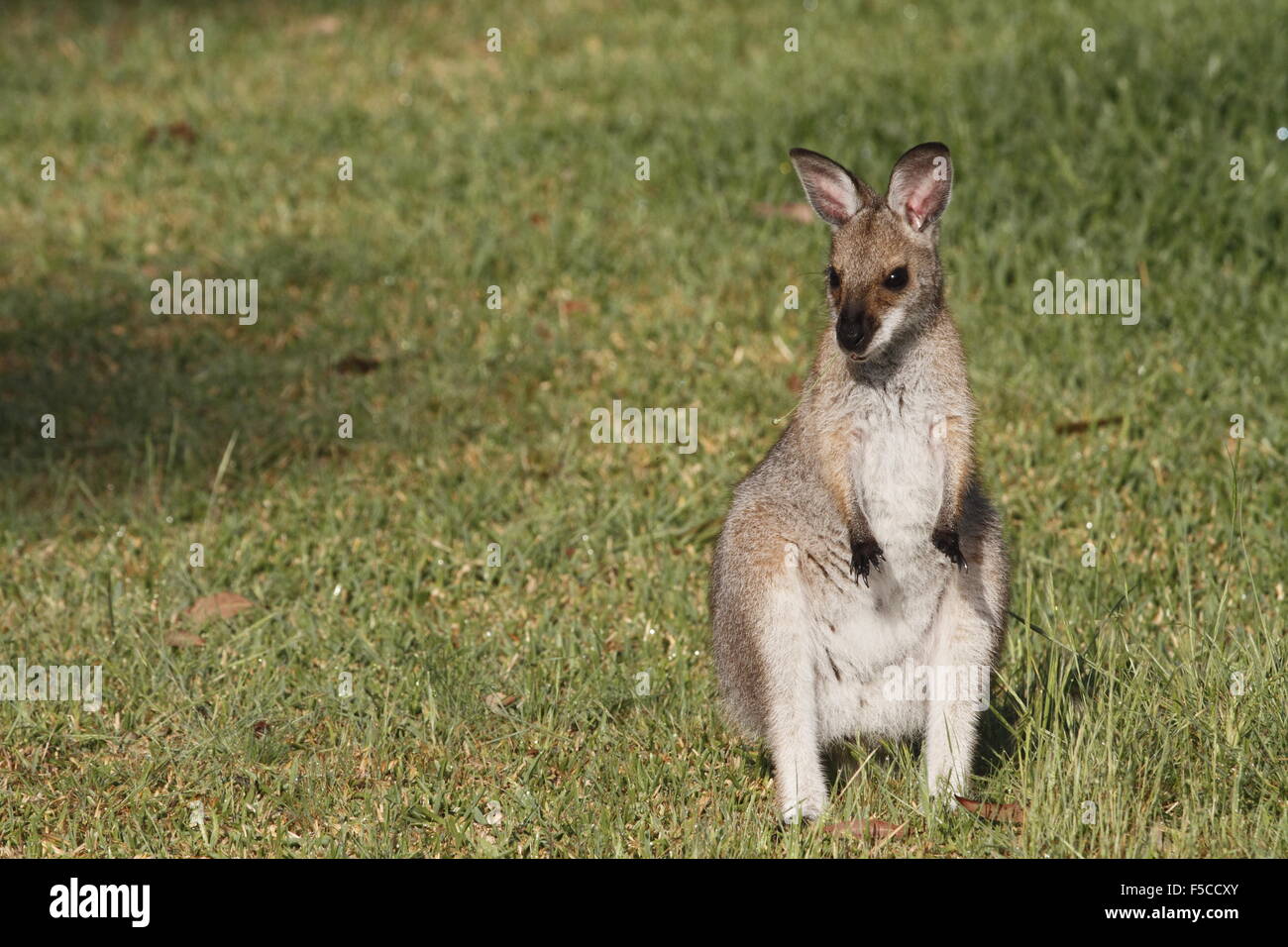 red-necked wallaby joey Stock Photo