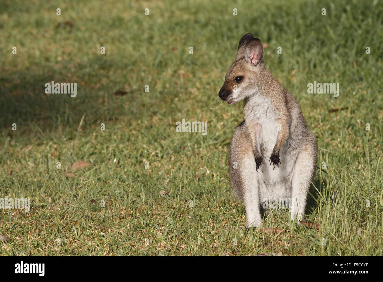 red-necked wallaby joey Stock Photo