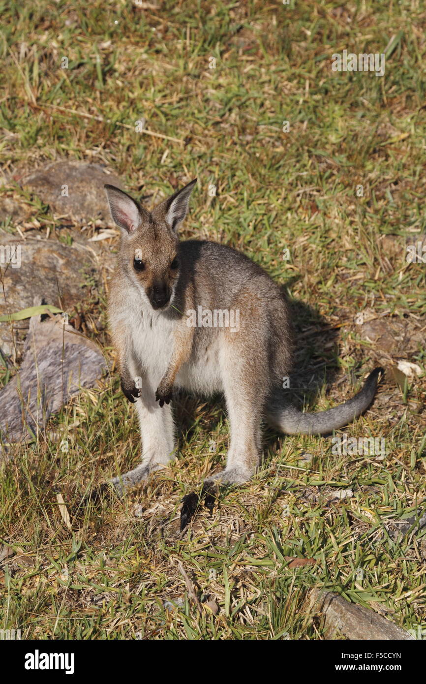 red-necked wallaby joey Stock Photo