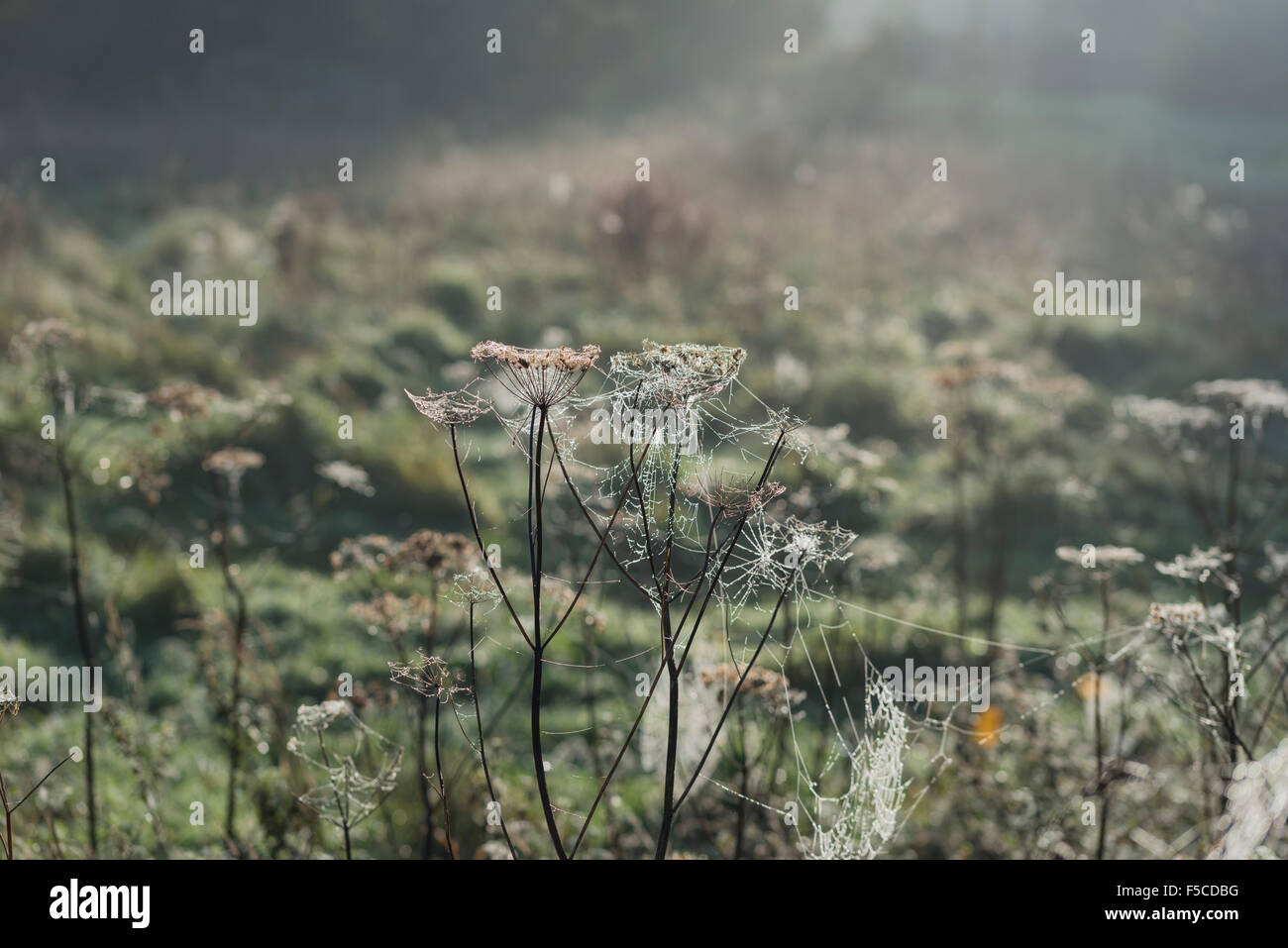 Misty morning highlight dew laden cobwebs across a field Stock Photo