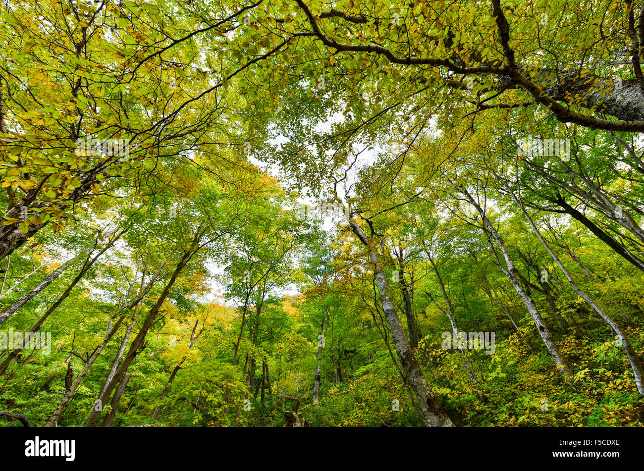 Tree canopy in Smugglers Notch, Vermont. Stock Photo