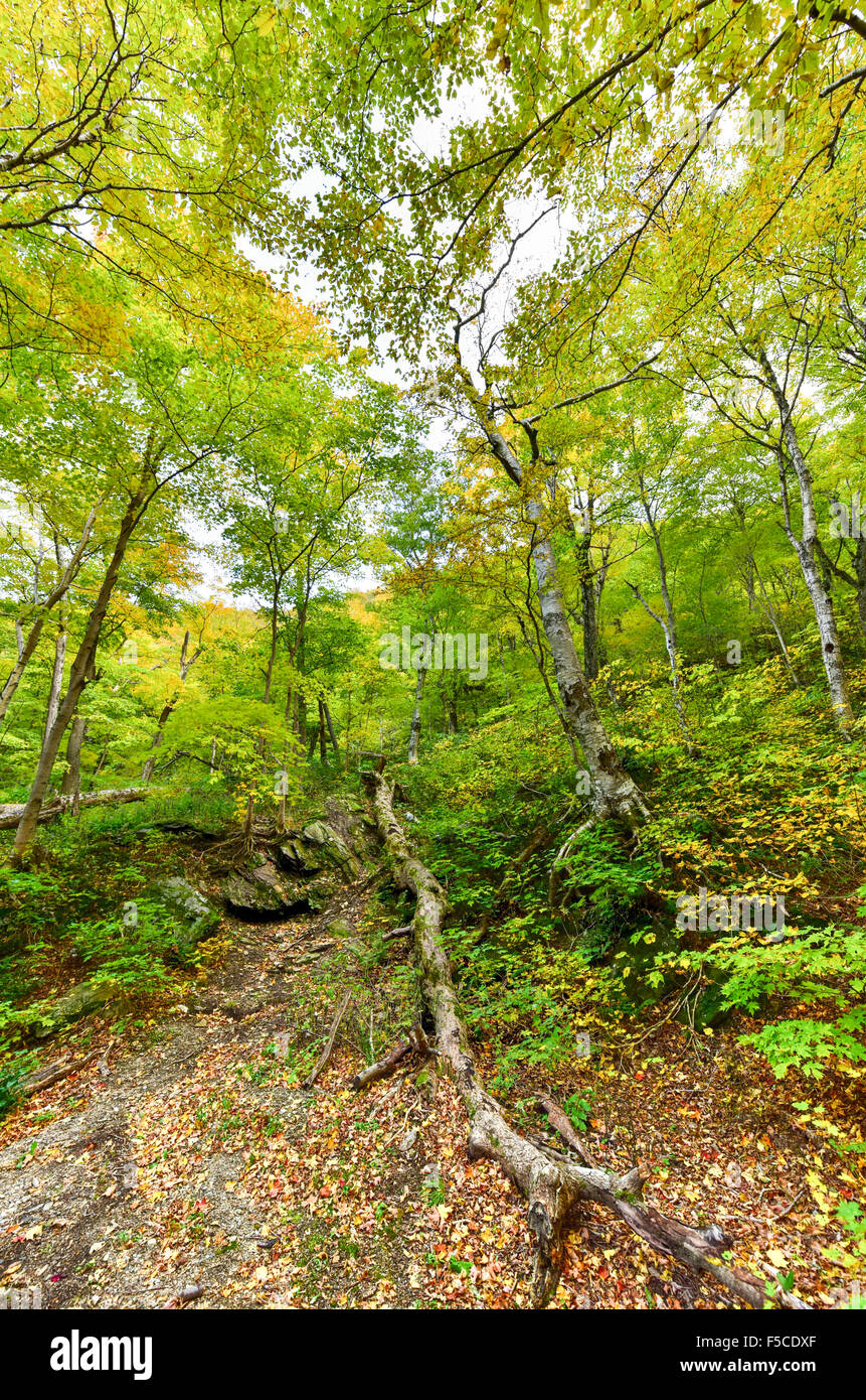Tree canopy in Smugglers Notch, Vermont. Stock Photo
