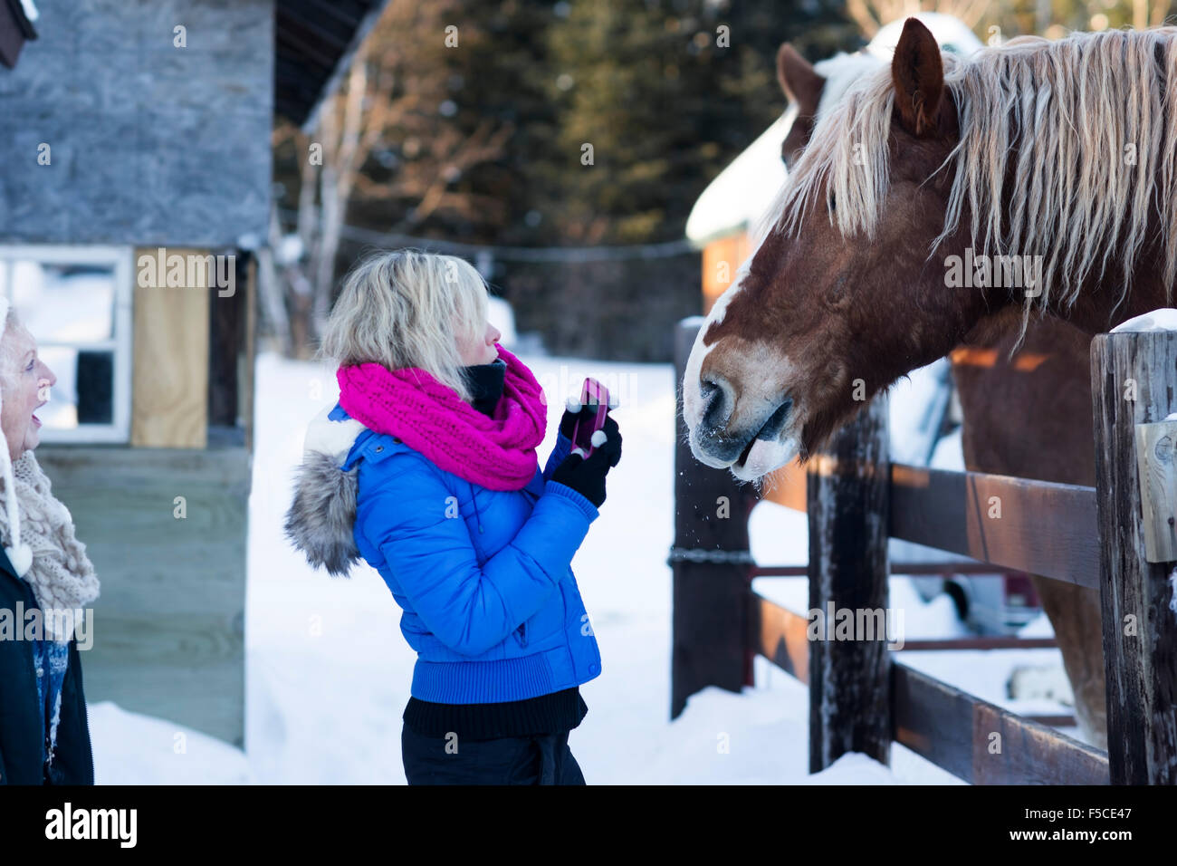 Caucasian woman is surprised by a Belgian draft horse that grabbed her scarf on a winter day, Gunflint Trail, Grand Marais, MN Stock Photo