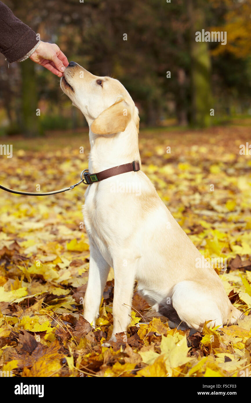 Labrador retrie hi-res stock photography and images - Alamy