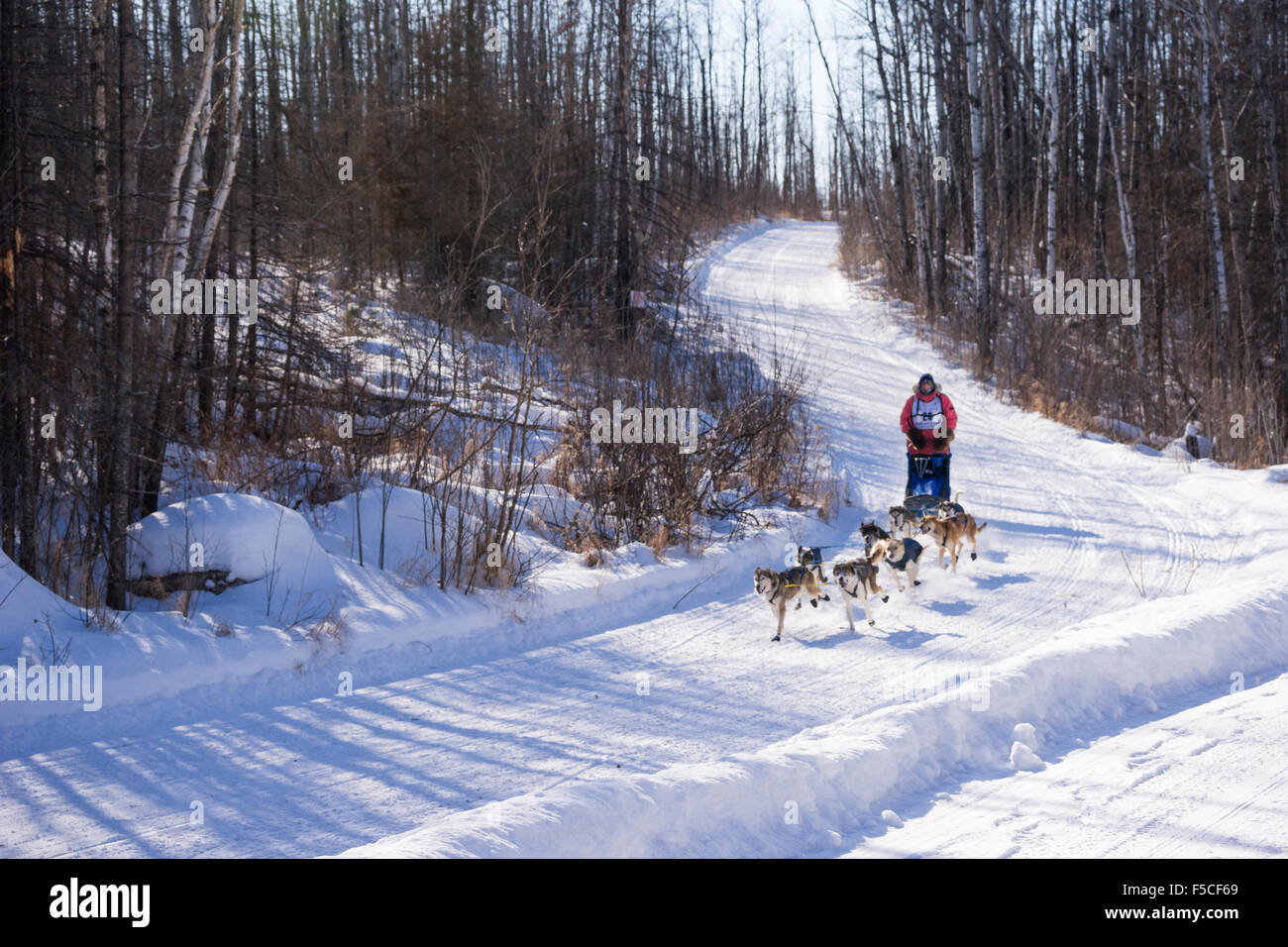 Musher competing with team of 7 dogs down a hill during the annual Wolf