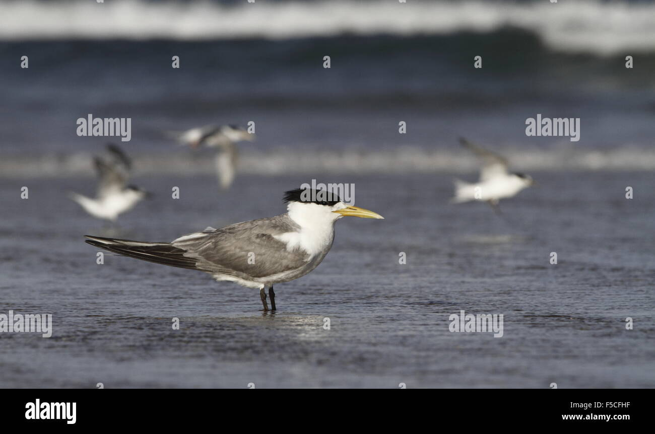 Crested tern  with breeding plumage Stock Photo
