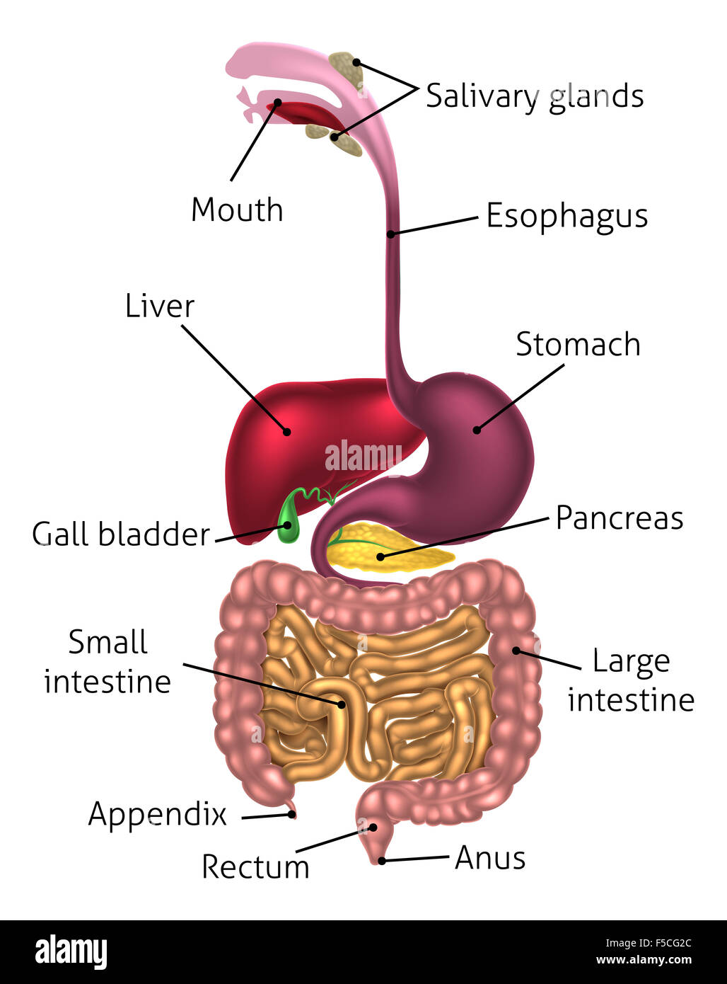 Human digestive system, digestive tract or alimentary canal including