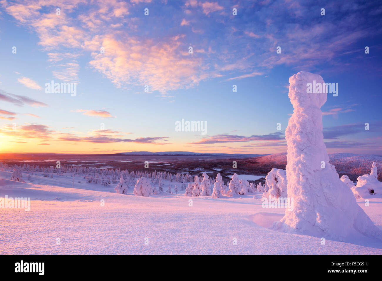 Frozen trees on top of the Levi Fell in Finnish Lapland. Photographed at sunset. Stock Photo