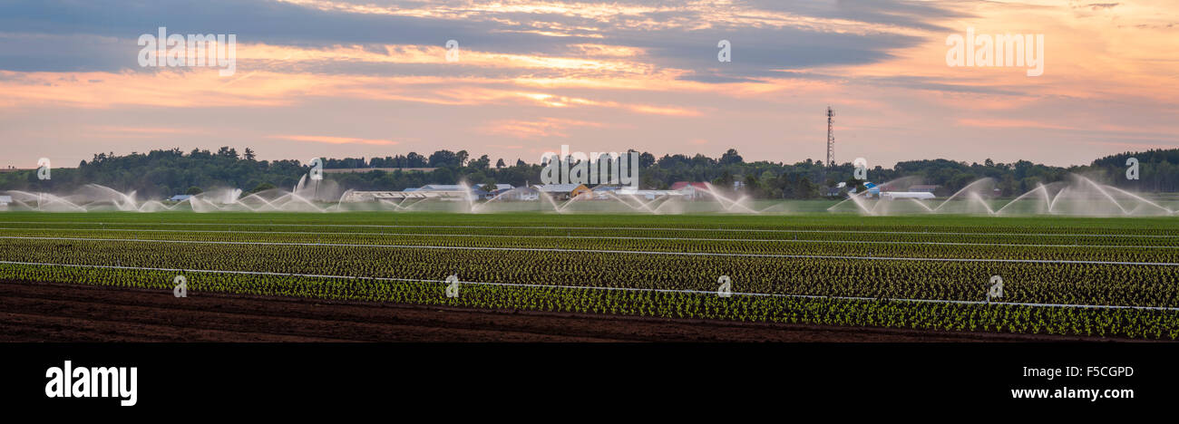 A panoramic image of irrigation pipes watering a field in the Holland Marsh, King Township, Ontario, Canada. Stock Photo