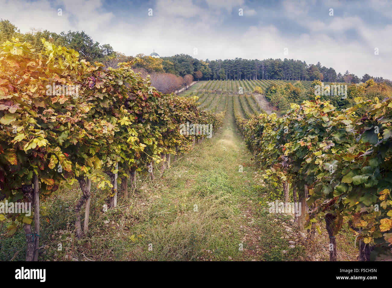 Vineyard in Serbia Stock Photo
