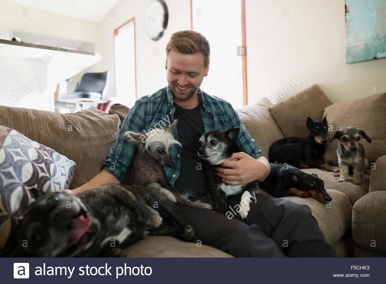 Man cuddling with six dogs on sofa Stock Photo