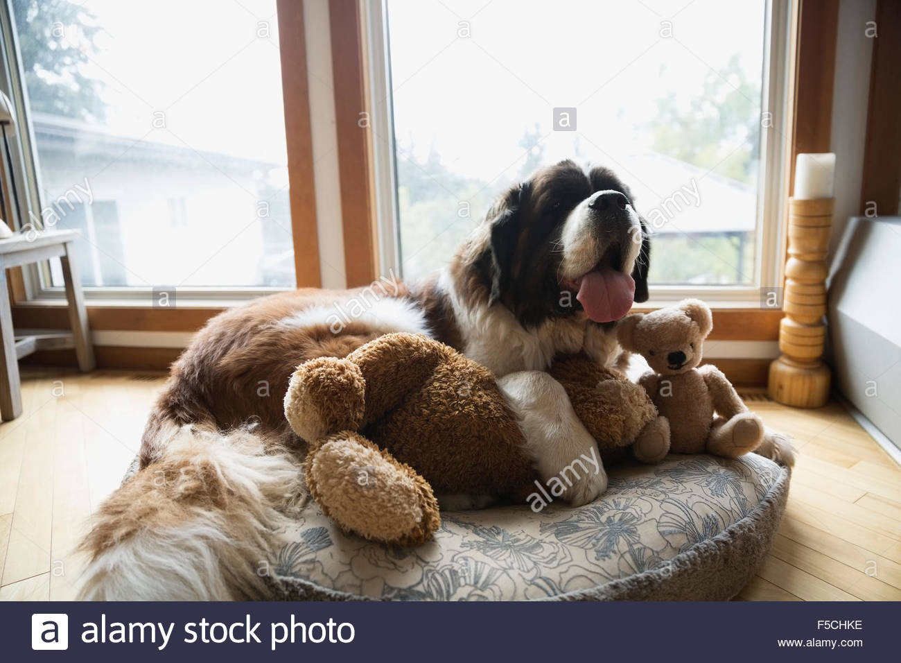 Dog laying with stuffed animals hires stock photography and images Alamy