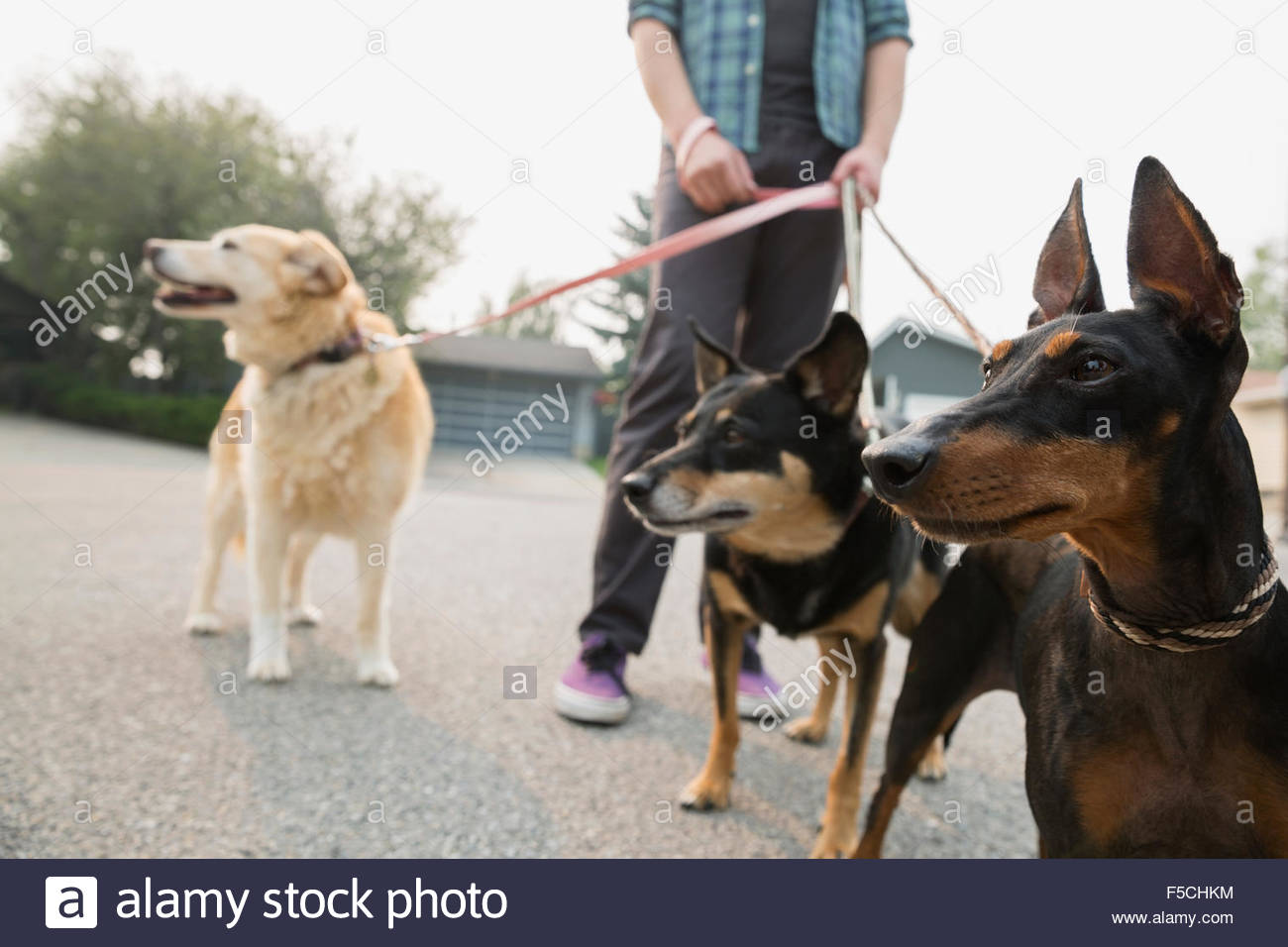 Man walking dogs on leashes Stock Photo - Alamy