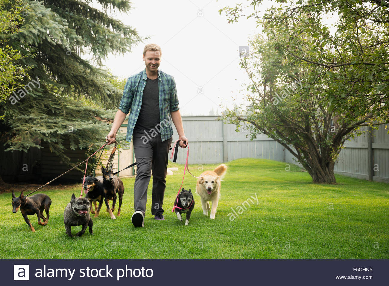 Man walking dogs on leashes in grass Stock Photo