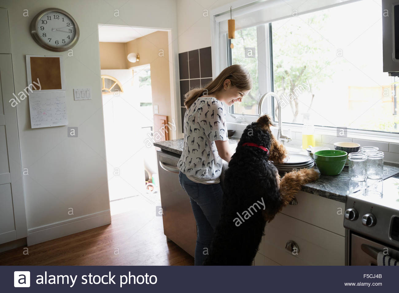 Dog jumping counter by girl doing dishes kitchen Stock Photo Alamy