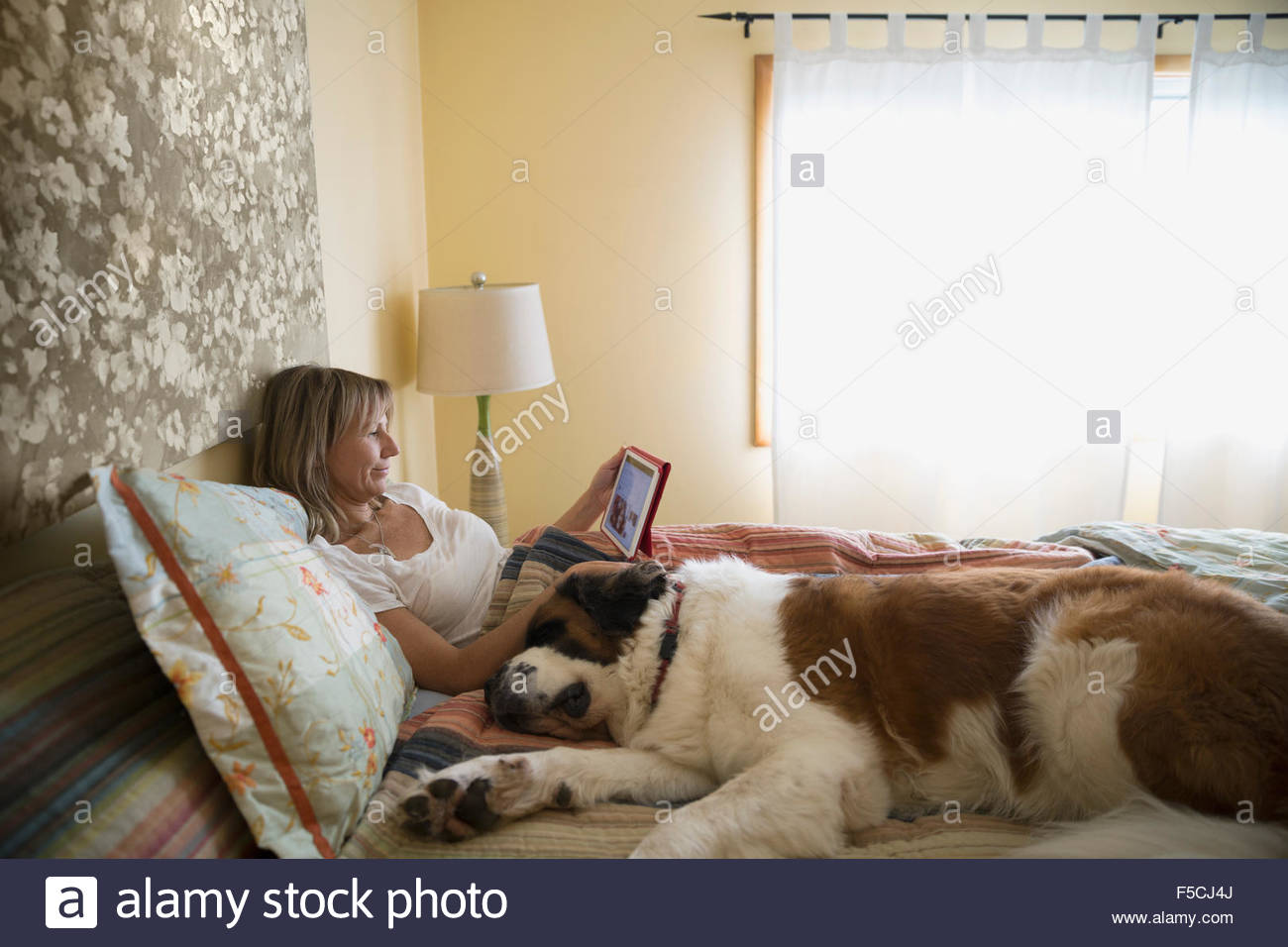 Saint Bernard sleeping by woman digital tablet bed Stock Photo Alamy