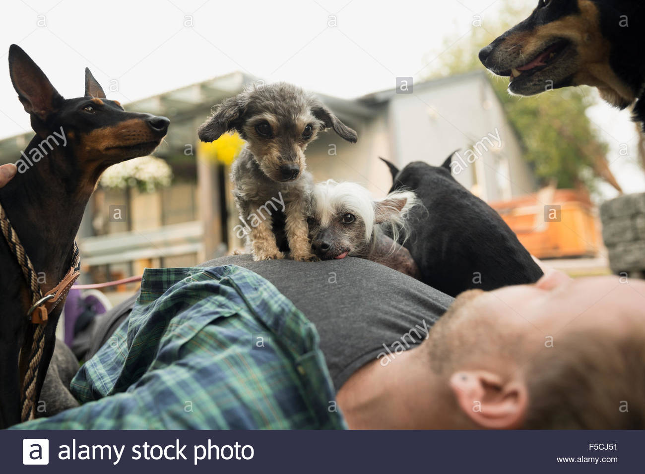 Dogs laying on top of man Stock Photo