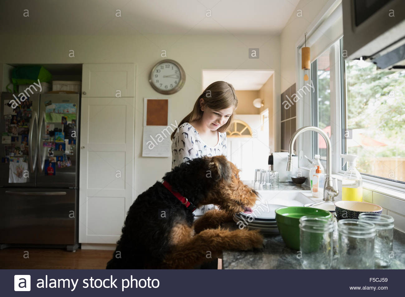 Counter dog hires stock photography and images Alamy