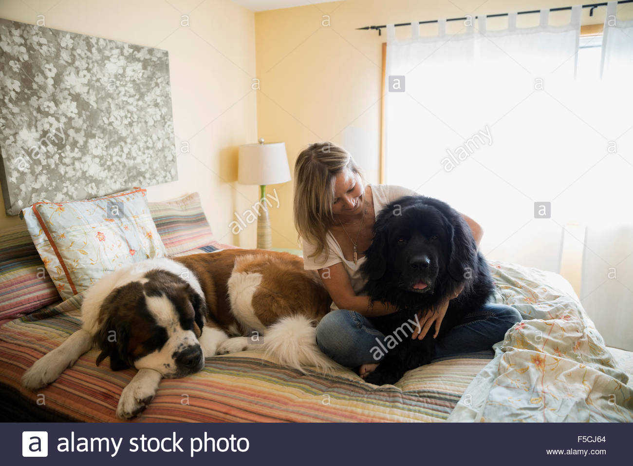 Sleeping woman dog in bedroom hires stock photography and images Alamy