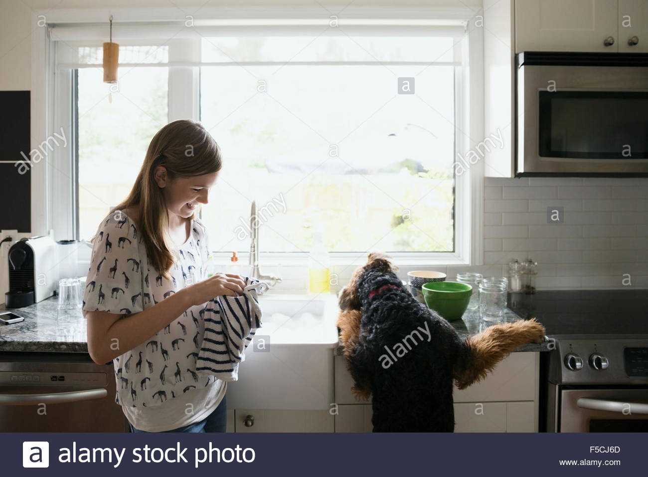 Dog jumping counter next to girl drying dishes Stock Photo Alamy